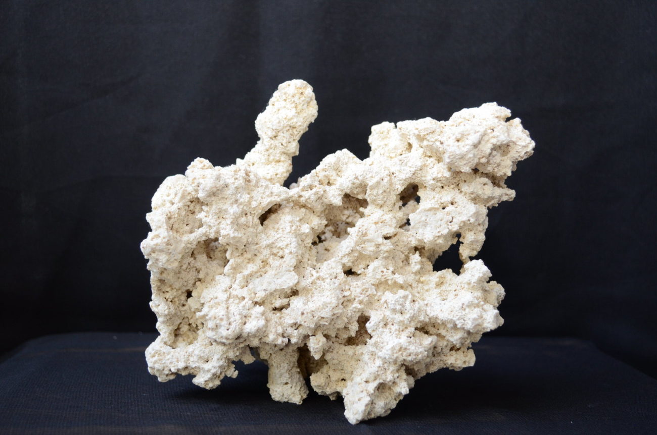 Nature Coral Reefs Natural Stones by DeeLiving